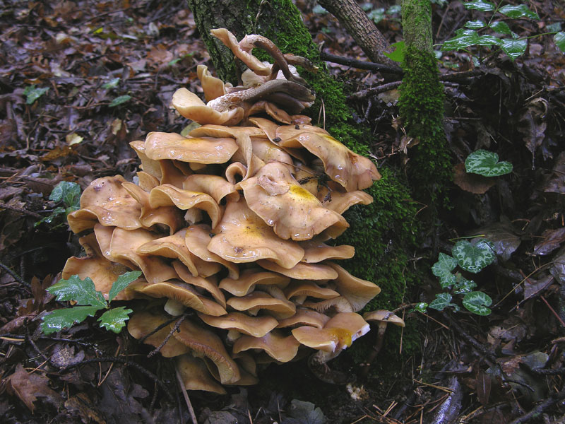 Armillaria mellea